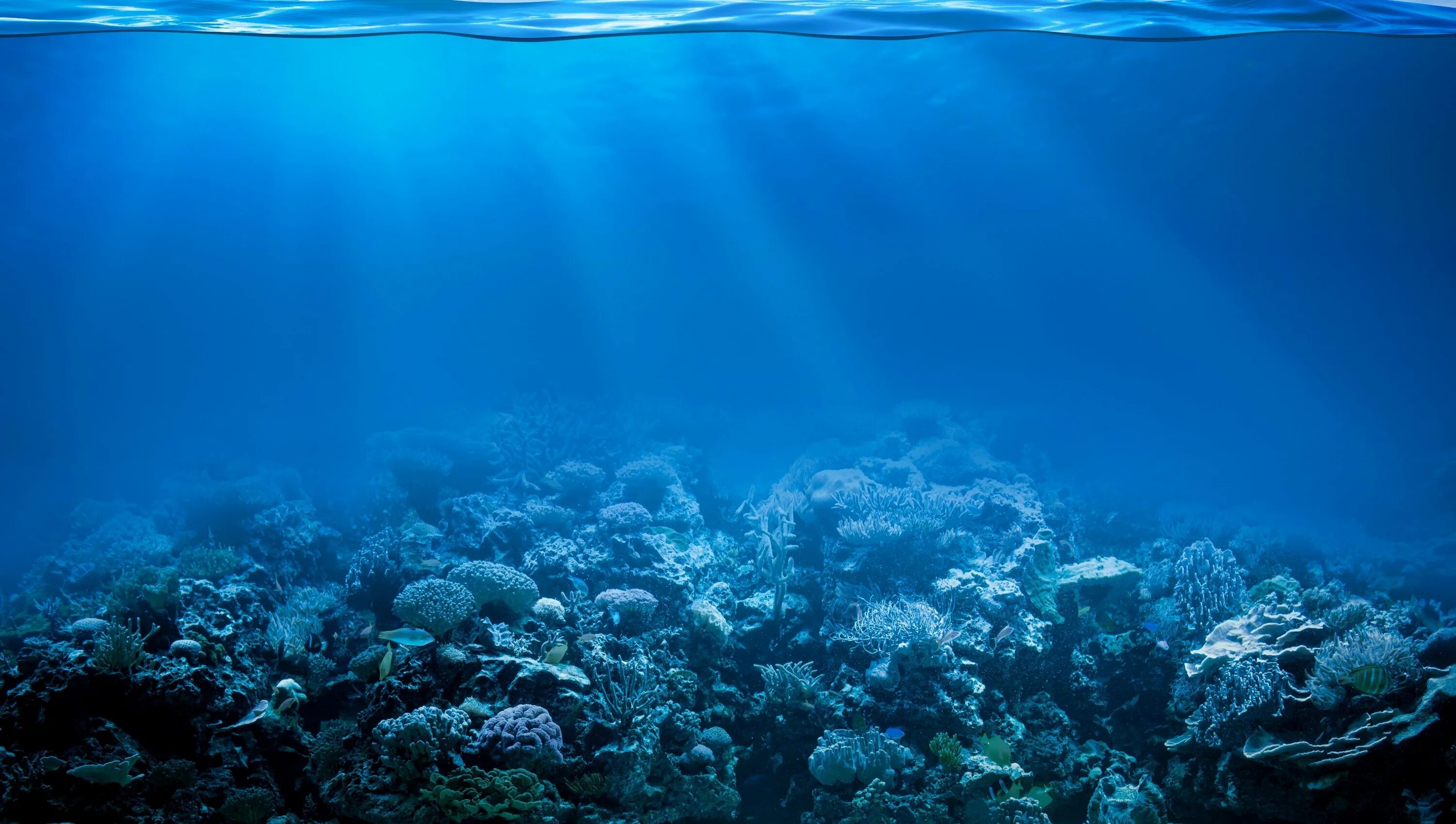 Поверхность воды снизу. Дно моря. Море под водой. Дно океана. Морское дно.