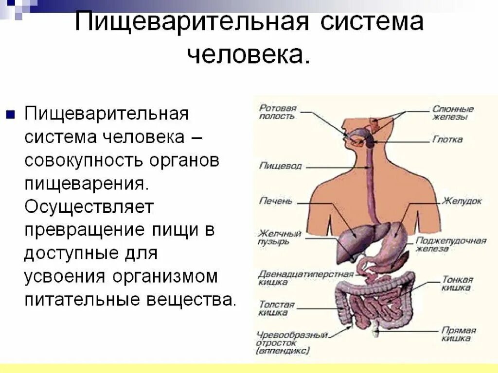 Строение пищеварительной системы орган, строение и функции. Система органов пищеварения анатомия. Строение пищеварительной системы и функции схема. Назовите основные отделы (органы) пищеварительной системы.