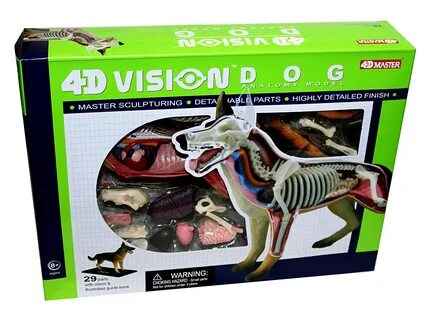 4d master