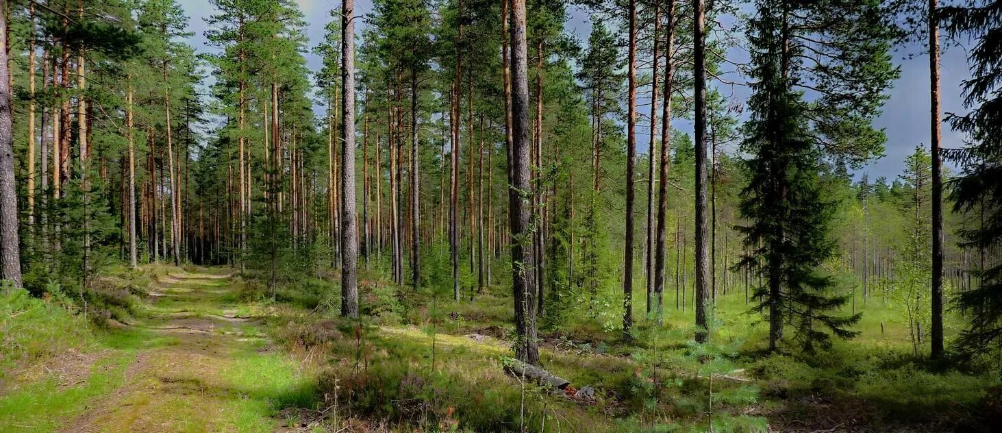 Можно леса карелии. Лес карельского перешейка. Шумистые леса Карелии. Хвойный лес карельского перешейка. Растения карельского леса Петрозаводск.