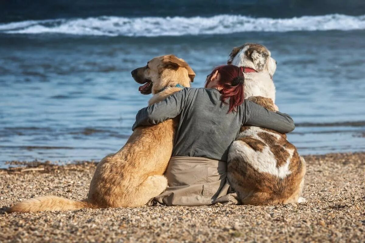 Собака друг. Собака на море. Собака на пляже. Человек с собакой.
