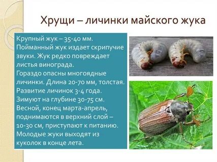 Какая среда обитания у жука