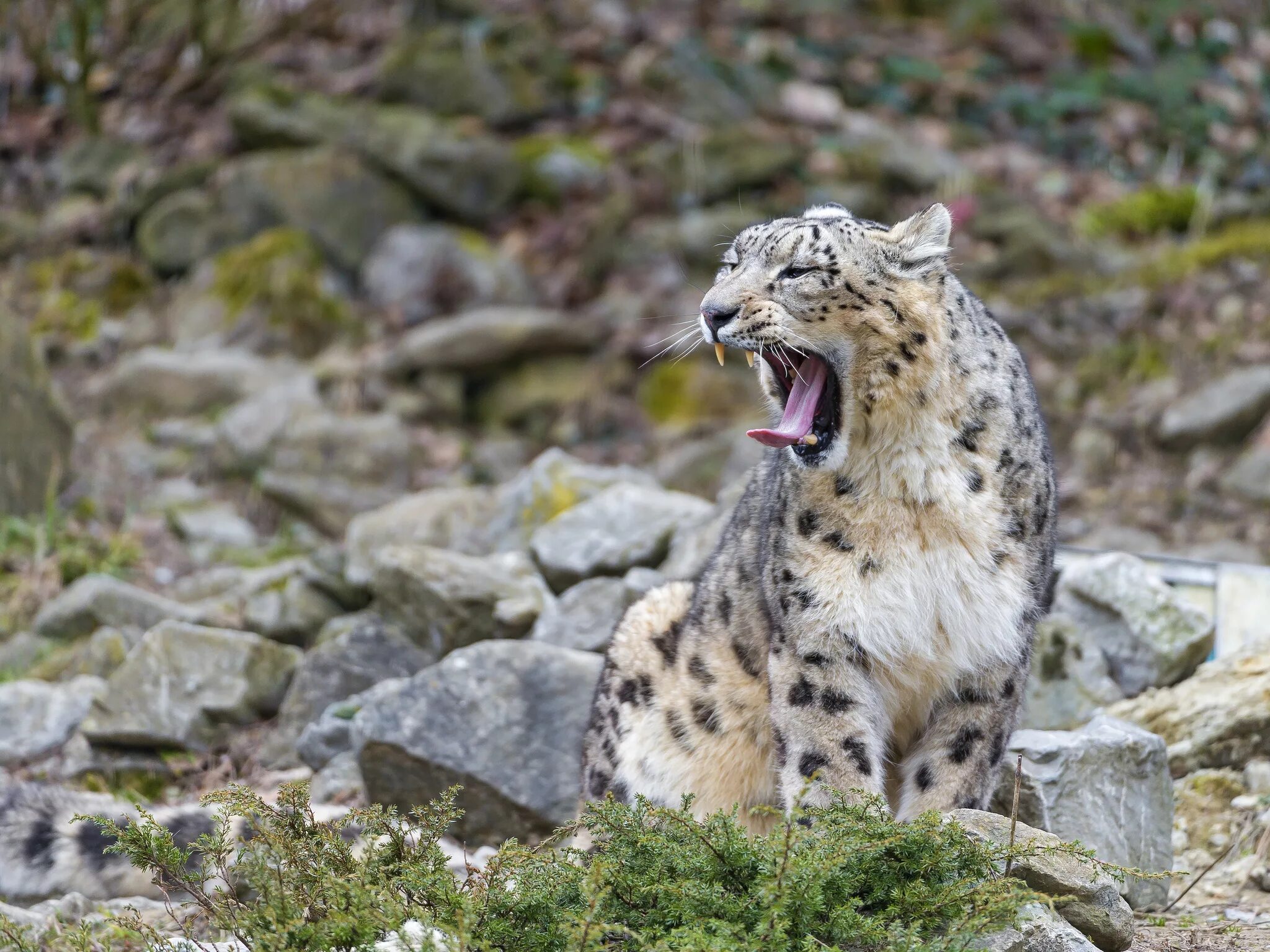 урок цифры поиски барса. урок цифры. сертификат урок цифры. урок цифры персонажи. урок цифры цифровое искусство.