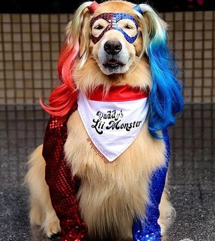 Чихуахуа харли квинн. Харли квинн и гиена брюс. Харли собака. Харли квинн с гиеной. Собака хорц харли.