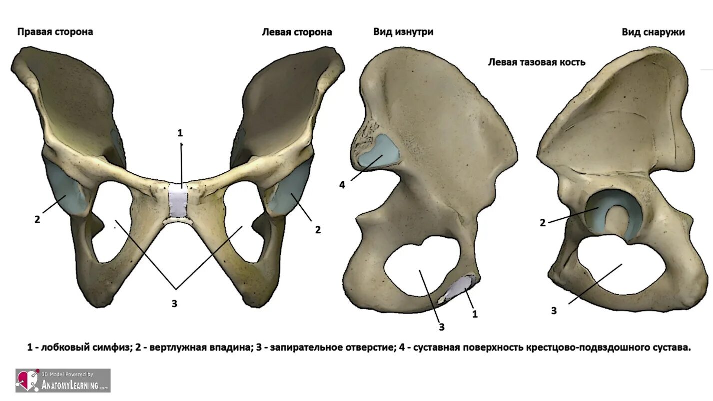 Лобковая кость на латинском