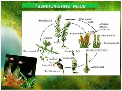 Какой гаметофит у мхов