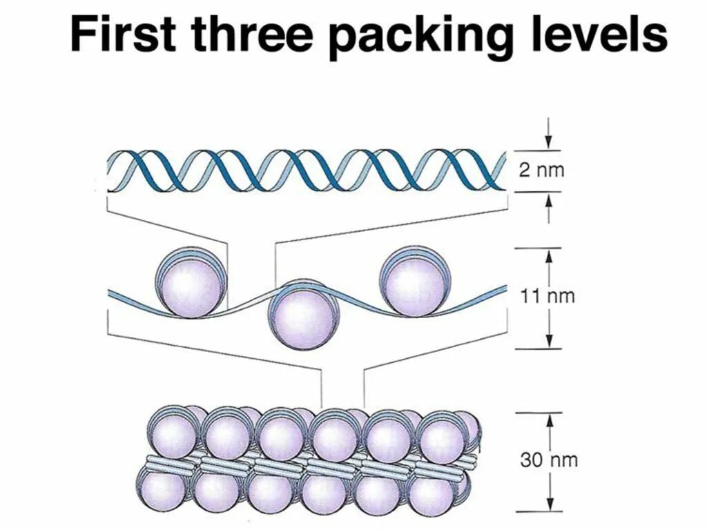 DNA Packaging. Нуклеосома соленоид петлевой уровень. Levels of Packaging of chromatin. Decondensed DNA]. Level packing