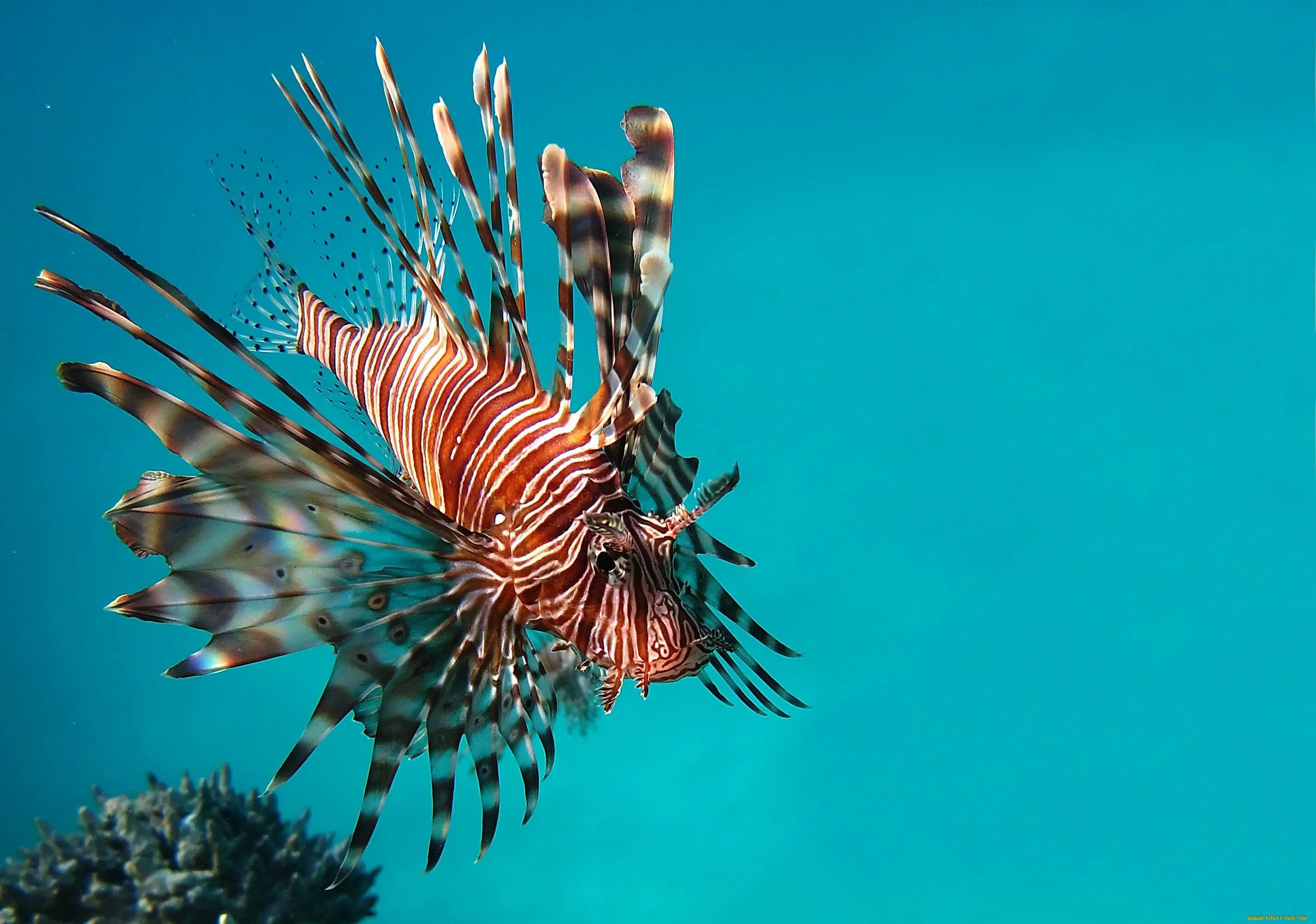 крылатка-зебра чернополосая (дьявол) (pterois volitans). крылатка-зебра чернополосая (дьявол) (pterois volitans). рыба крылатка зебра. крылатка опасна для человека. крылатка pterois volitans.