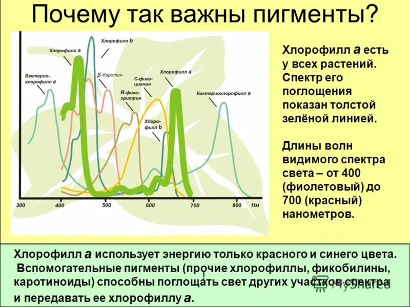 Хлорофиллы поглощают свет