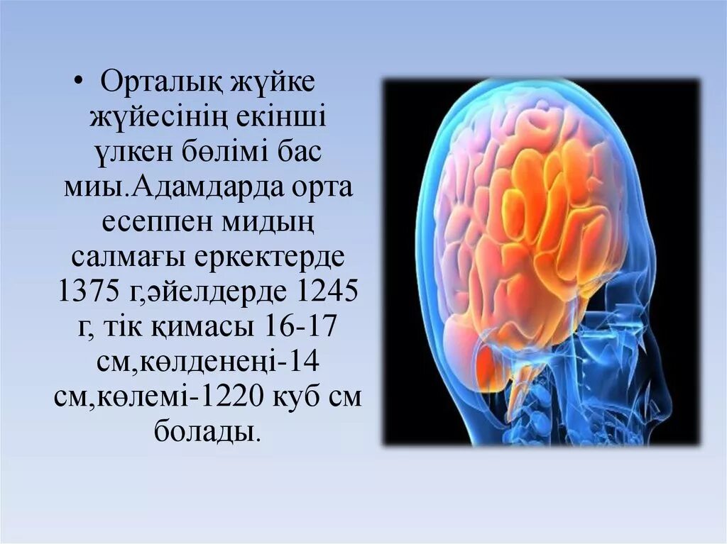 Бас сурет. Жуке жуеси. жүйке физиологиясы презентация. жүйке жүйесі презентация. бас презентация.
