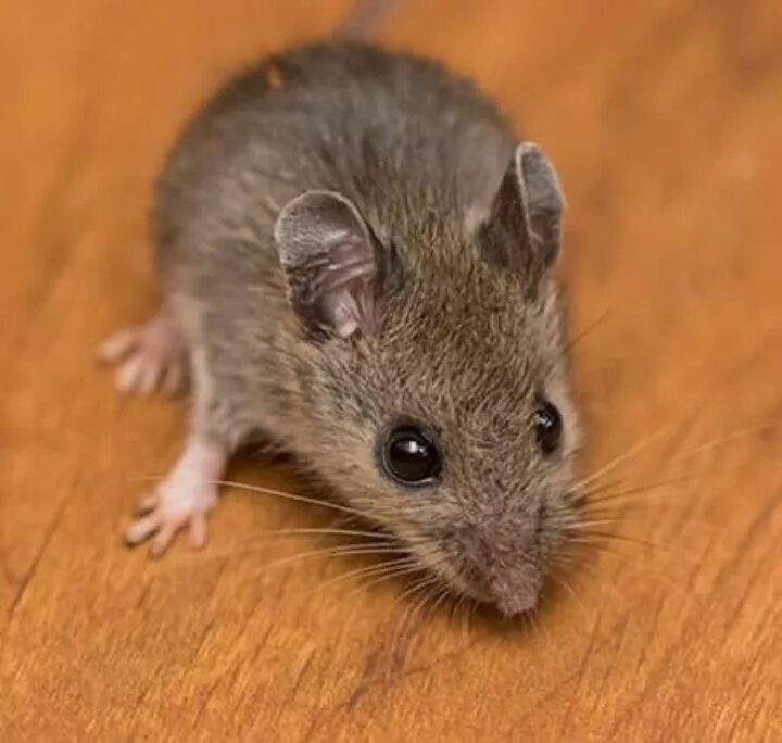 Домовая мышь. Мышь домовая серая. Мышь обычная. Домовая мышь маленькая. Sibm mouse