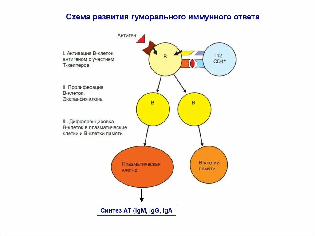 Развитие иммунного ответа