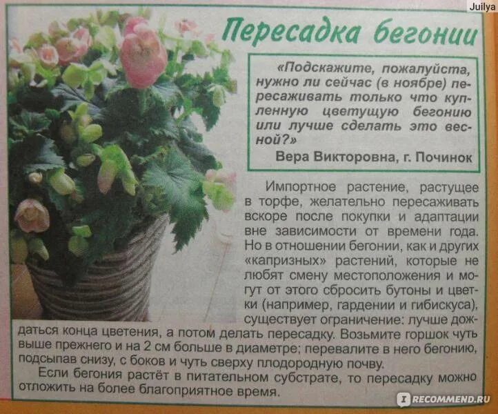 Почему бегония не цветет а растет. Бегония элатиор период цветения. бегония как пересадить. цветение бегонии в домашних. пересаживание бегония.