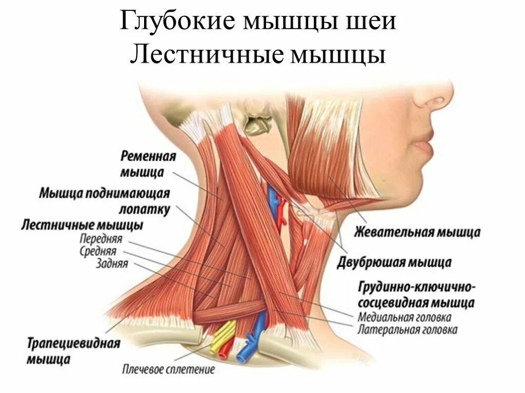 Лестничная мышца и грудино ключично сосцевидная. Лестничные мышцы иннервация. Кивательная мышца шеи анатомия. Лестничные мышцы шеи анатомия.
