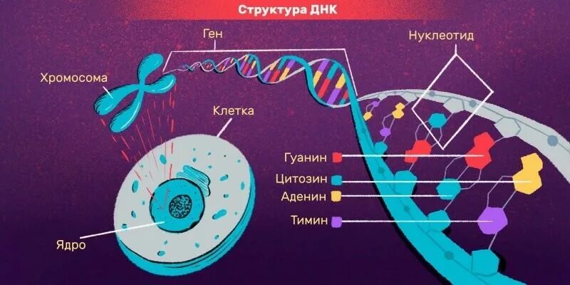 Какие структуры в ядрах содержат днк. Строение клетки ДНК. Строение клетки ДНК человека. Строение ДНК ген. Структура клетки ДНК.