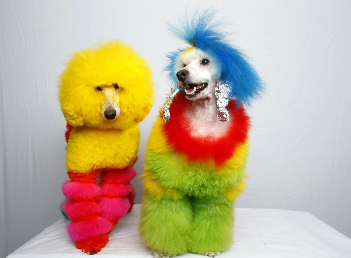Креативное окрашивание собак. Креативный груминг собак. Королевский пудель груминг. Разноцветные пудели. Креативные стрижки собак.
