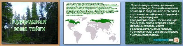 Тайга занимает наибольшую площадь в. Таежная зона презентация 8 класс география. презентация природная зона тайга 8 класс география. природная зона тайги 8 класс география. презентация на тему природная зон тайга 4 класс.
