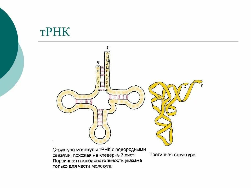 Трнк является. Структура молекулы трнк. схема строения молекулы трнк. строение молекулы транспортной рнк. структура трнк рисунок.