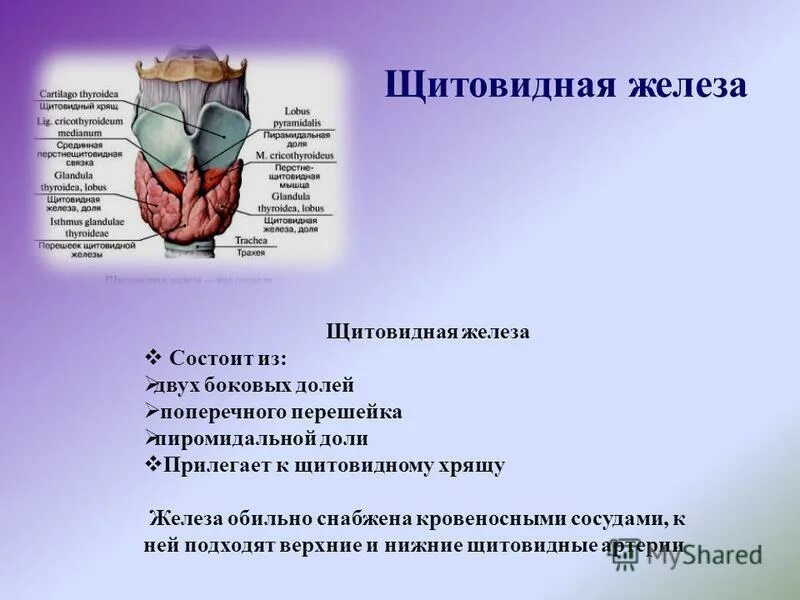 щитовидки нижний новгород