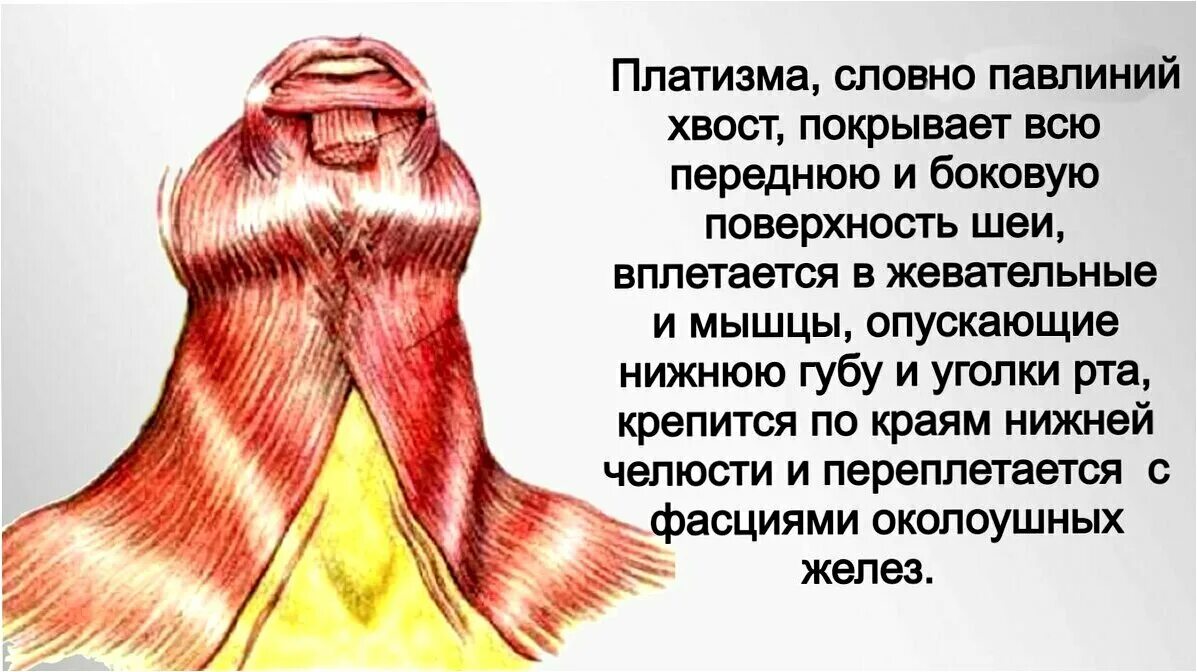 Платизма. Подкожная мышца шеи платизма. платизма мышца упражнения.