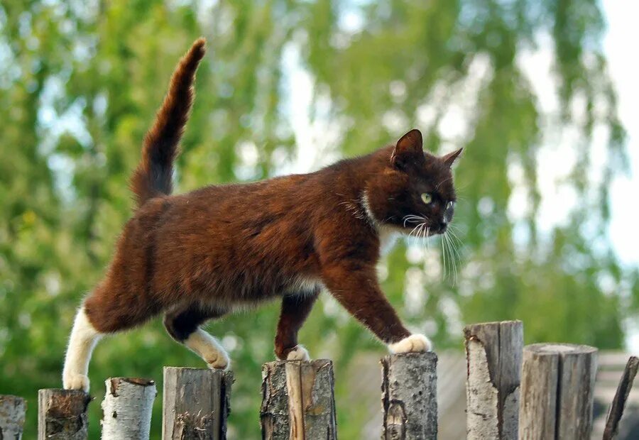 Кошка качается