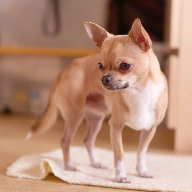 Собака чихуахуа. Порода собак чихуахуа. Ричи чихуахуа. Карликовый чихуахуа. Название самой маленькой породы собак