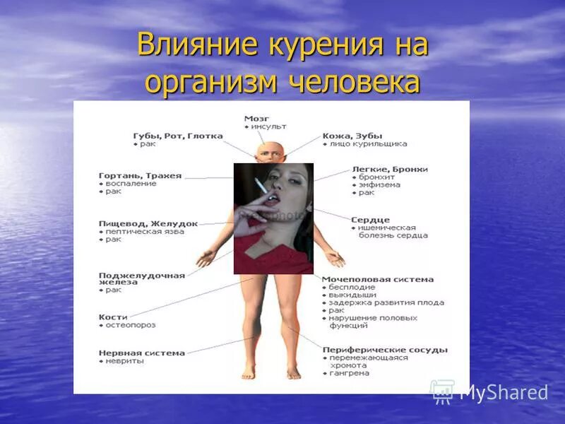 Влияние табачного дыма на рост организма проект Какое влияние оказывает табачный дым