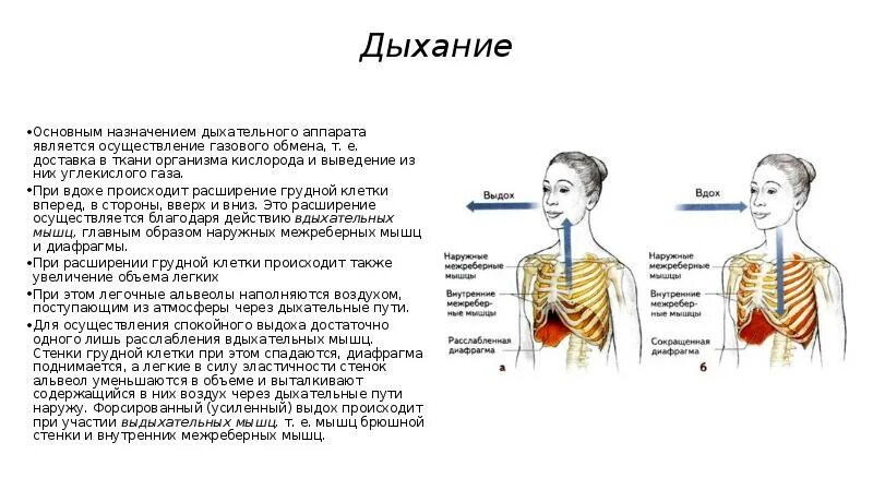 Покалывание при вдохе. При вдохе происходит расширение. Расширение грудной клетки при вдохе. Расширение грудной клетки при дыхании. При вдохе грудная клетка увеличивается в объеме за счет.