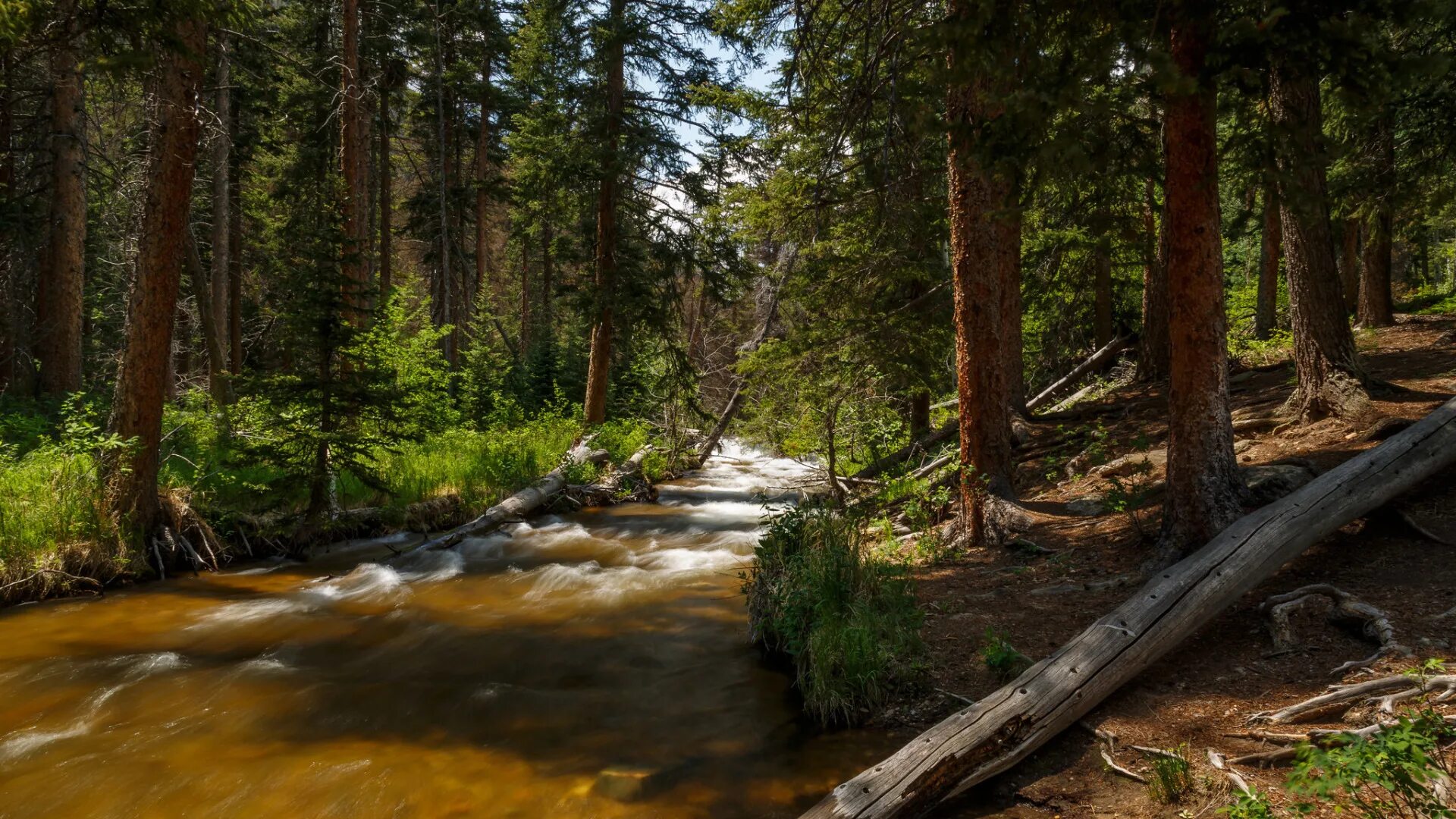 Река в лесу. Чаща ручей. Уссурийская тайга горная речка. Чаща ручей. Луга ключ ручей.