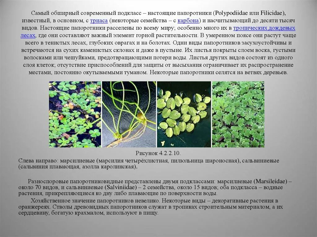 При расшифровке генома папоротника. Подклассы папоротников. Водные папоротники характеристика. Азола папоротник. Водные папоротники доклад.