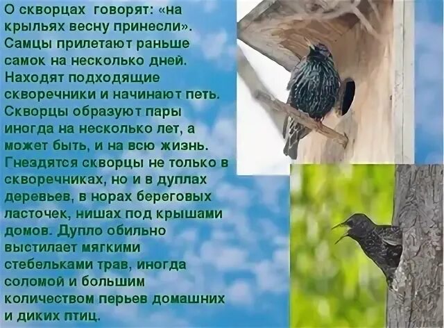 Текст птицы весну принесли. Стихи барто скворцы прилетели. Грач и скворец. Текст птицы весну принесли. Изложение 4 класс по самостоятельно составленному плану.
