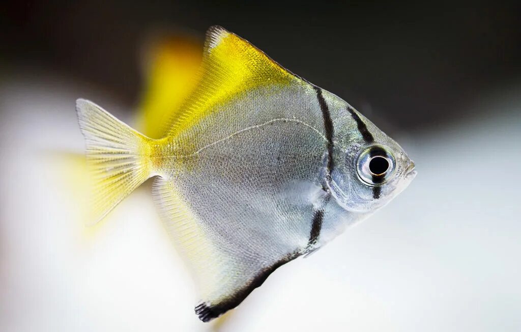 тетра орнатус белоплавничный. амфиприон оцеллярис. голубой хирург (paracanthurus hepatus). морская рыбка мандаринка. амфиприон клоун питание.