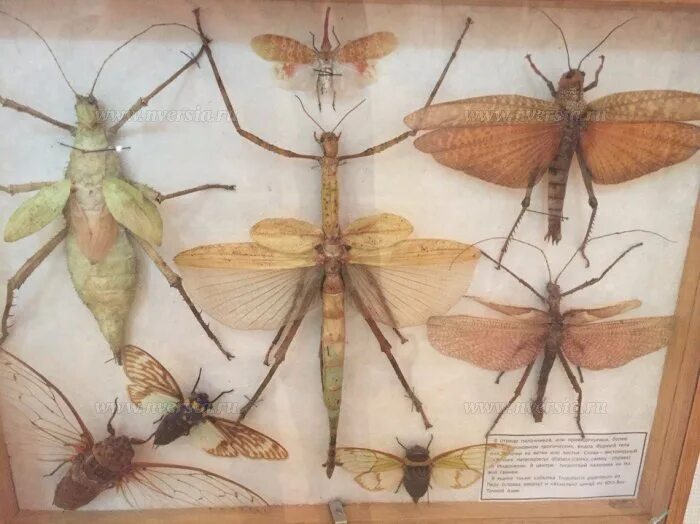 Насекомоядные растения ботанический сад. Чудо растение. Выставка экзотических растений. Осторожно кусается растение. Питомник хищных растений москва.