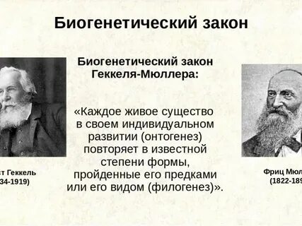 Сформулированный геккелем закон гласит