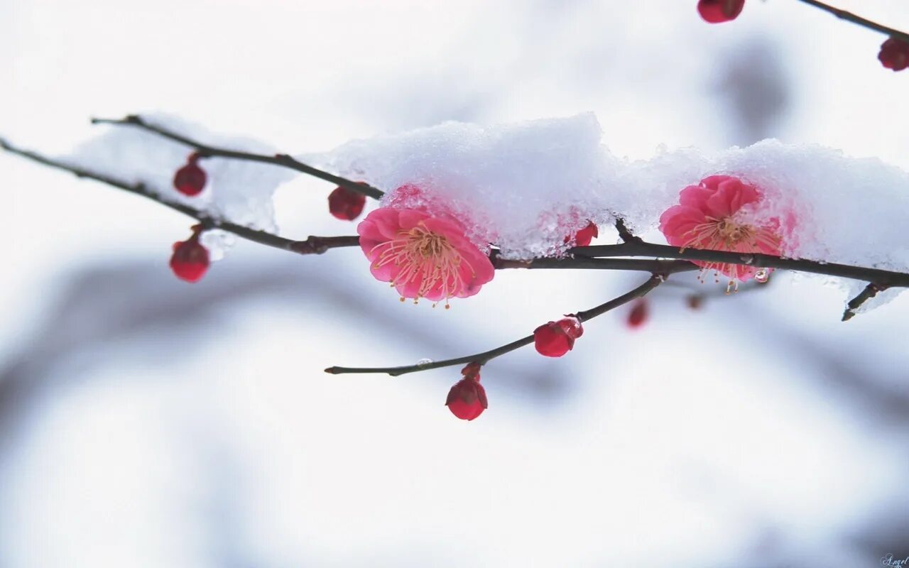 Зимние цветы. Весенние картинки на рабочий стол. Цветы в снегу. От весны и до весны снятся розовые