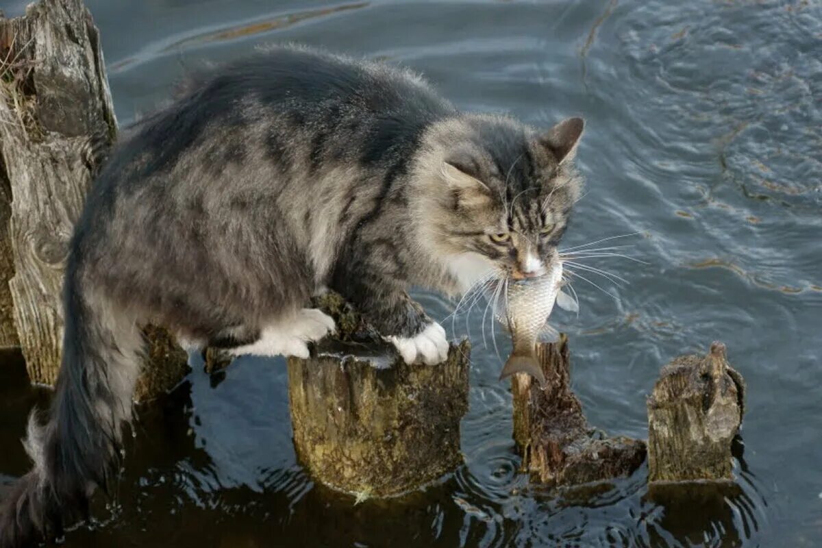 Кот Рыбак. Кошка ловит рыбу. Кот с рыбой. Кот в воде. Кошки в озерах