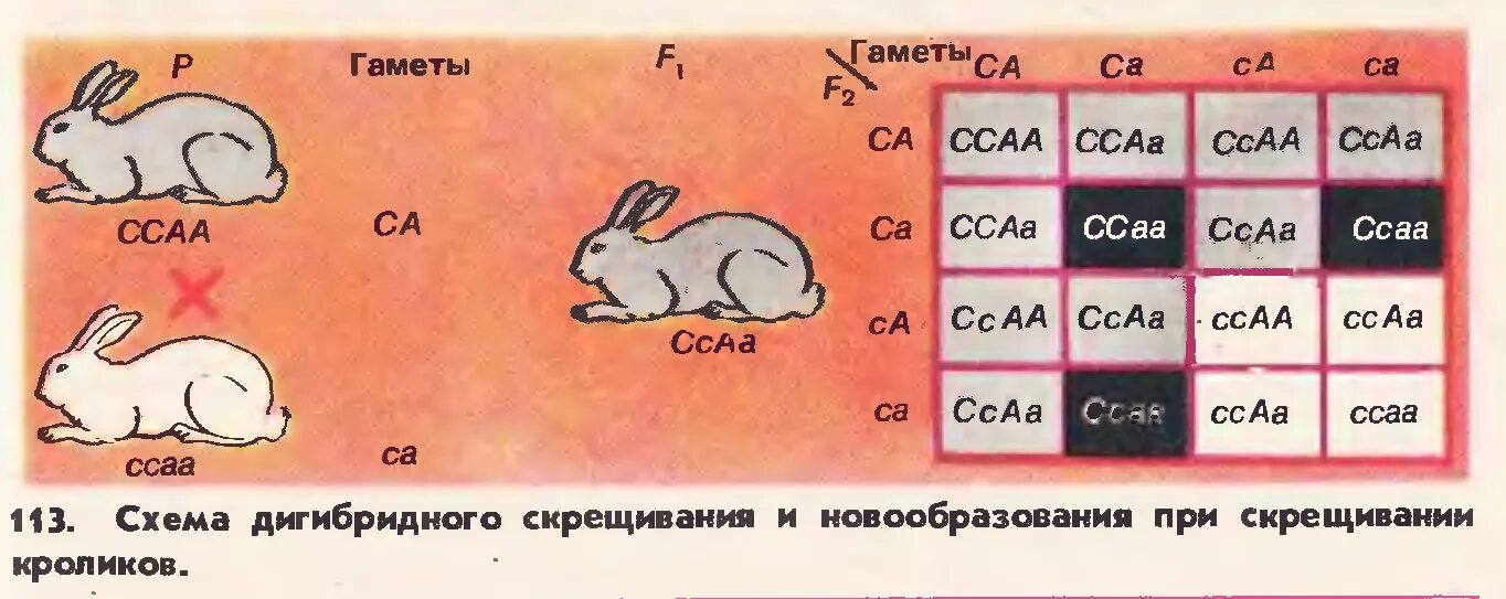 Схема дигибридного скрещивания кроликов. Новообразования при скрещивании. Схема дигибридное скрещивание кроликов. Схема скрещивания Зайцев.