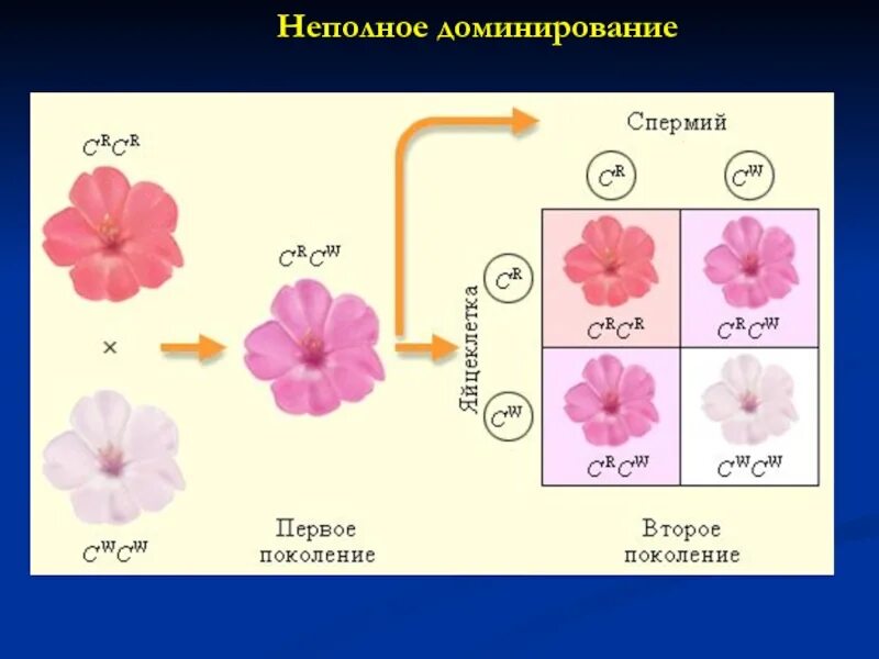 Неполное доминирование проценты. Неполное доминирование. неполное доминирование схема. неполное доминирование примеры. неполное доминирование у животных.
