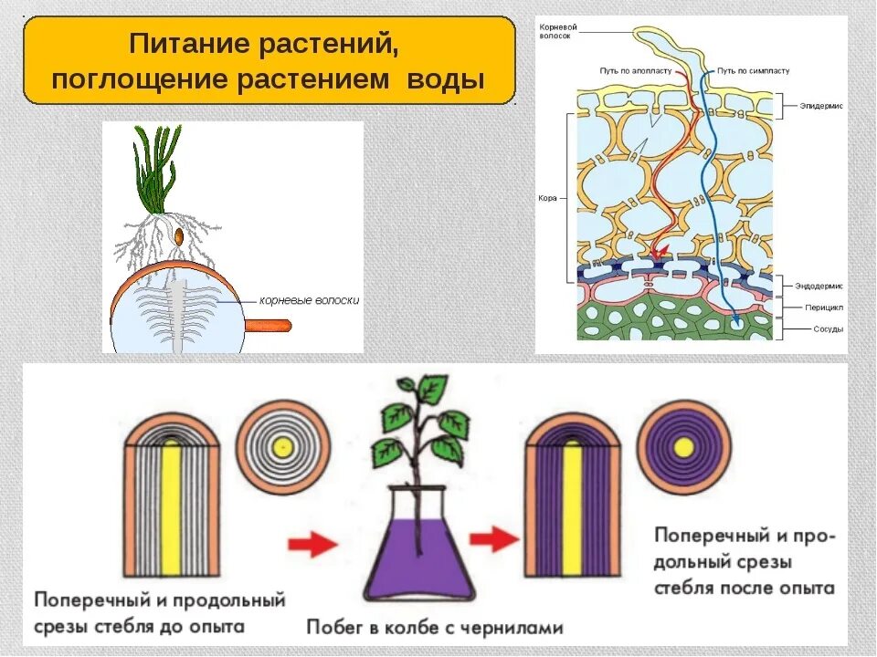 Минеральное питание растений тест по биологии 6. Перемещение Минеральных веществ и воды в растении. Передвижение Минеральных веществ в растении. Опыт транспорт веществ у растений. Передвижение питательных веществ по растению.