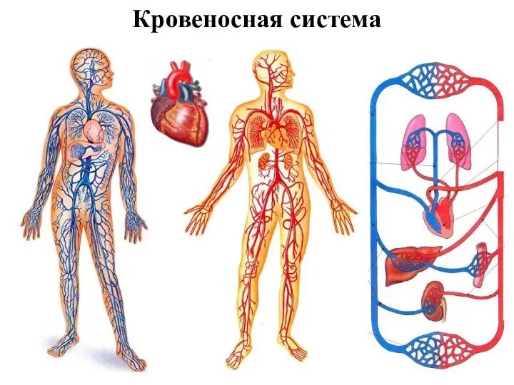 Большой круг кровообращения схема. Система органов кровообращения. Органы кровообращения 3 класс. Малый и большой круг кровообращения человека схема анатомия. Схема строения кровеносной системы.