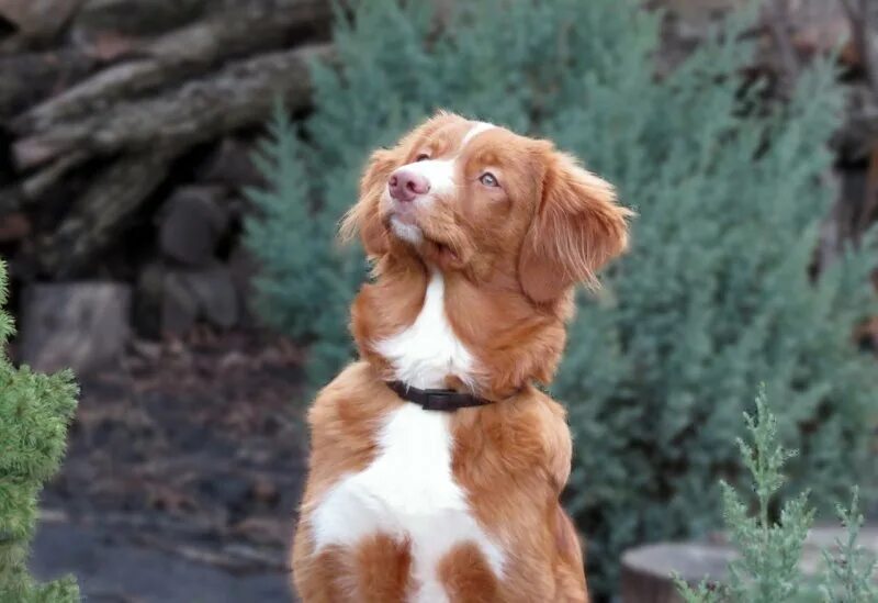 Собака пузырь из пять минут. Новошотландский ретривер метис. Собака из сериала пять минут тишины. Пес в сериале 5 минут тишины. Порода собаки новошотландский ретривер.