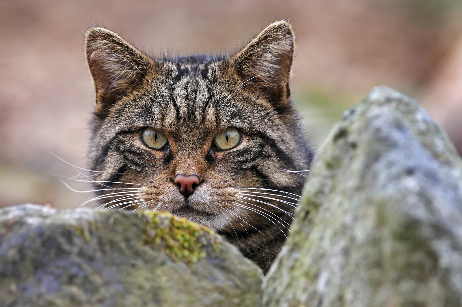 Balming tiger. Британский лесной кот. Kat wilderness. Дикие кошки японии. Кастет на два пальца для лазерной резки.