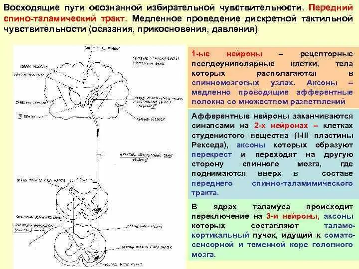 Схема переднего спинно-таламического пути. Передний спинно-таламический путь функции. Путь тактильной чувствительности схема. Спиноталамический тракт спинного мозга.