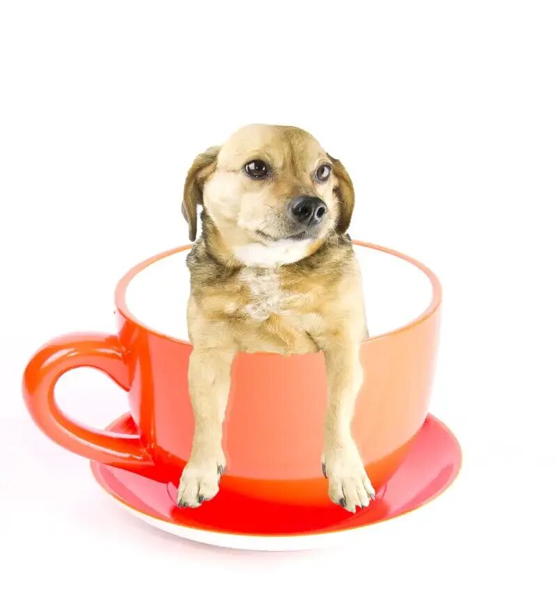 Dogs cup. Щенок в чашке. Чашки для собак. Маленькие щенки в чашке. Порода собак чайная чашка.