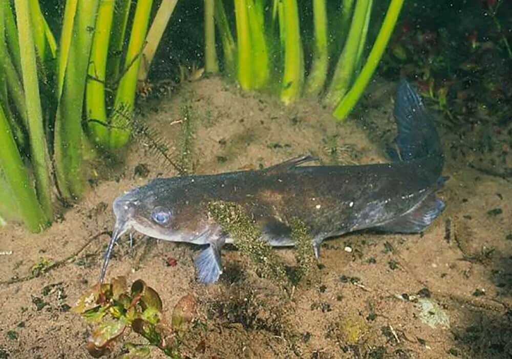 Канальный сомик икталурус. Канальный сомик Ictalurus punctatus. Канадский канальный сомик. Калифорнийский сомик. Тин сом