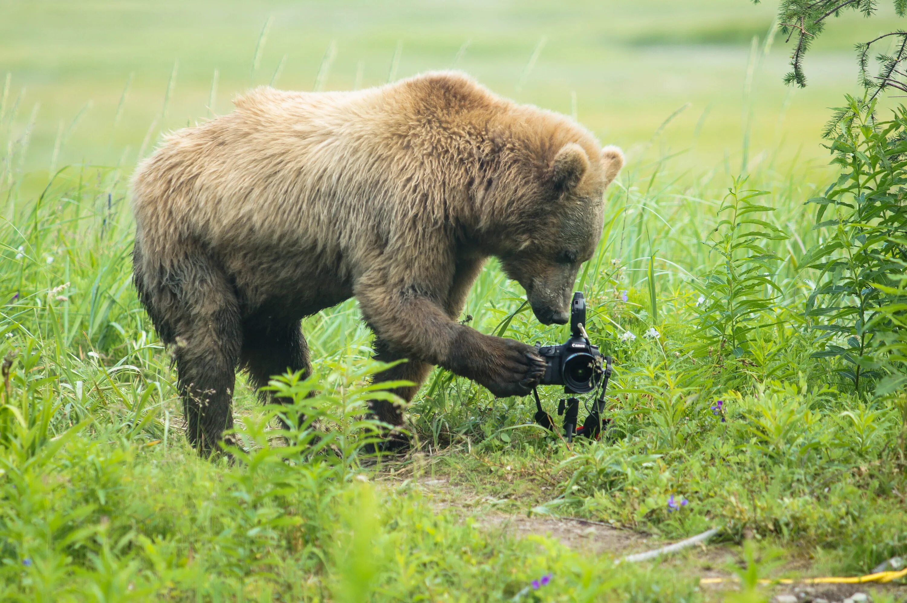 Животное ис. Медведь с фотиком. Медведь с камерой. Фотоаппарат мишка. Смешные фотографии диких животных.