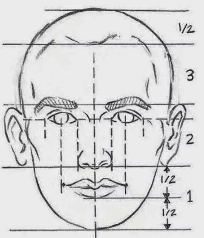 У взрослого человека голова занимает. Портрет (конструкция головы человека. Анфас, профиль). Построение портрета сбоку. Пропорции лица. Пропорции лица человека схема.
