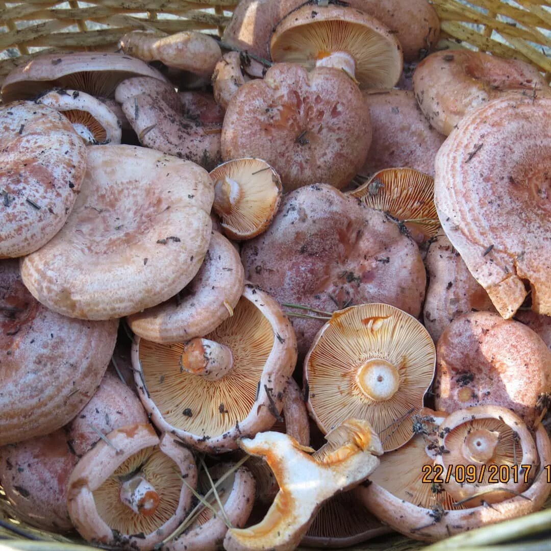 Обрабатываем рыжики. Рыжик Сосновый/Боровой (Lactarius deliciosus);. Грибы Рыжик Сосновый Боровой. Грибы фотосолонухи рыжики. Гриб Рыжик Боровой.