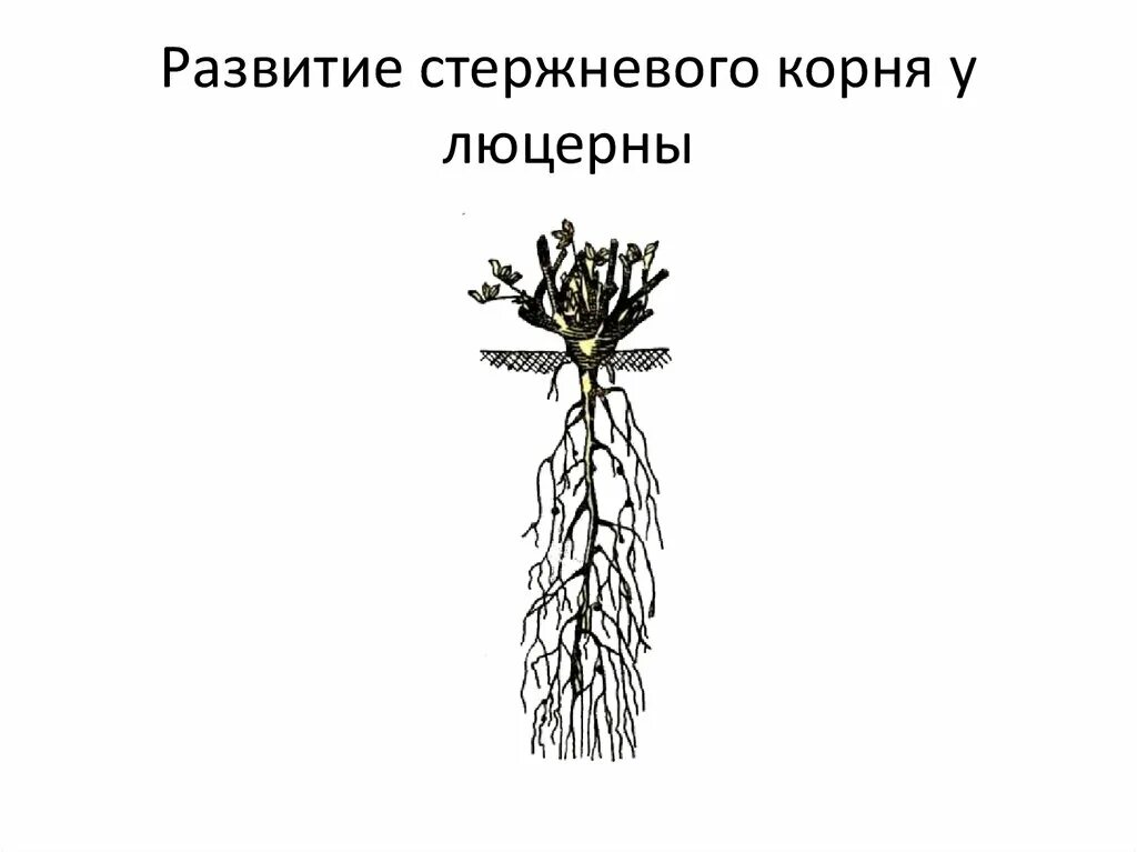 Ближнее корень. Корневая система люцерны посевной. Корневая система люцерна серповидная. Люцерна корень.