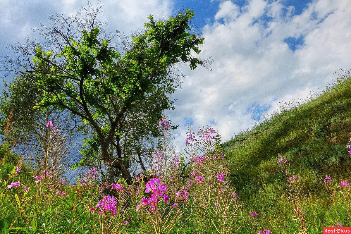 Твардовский макушка лета. Июль макушка лета Твардовский. Июль природа. Лето июль.